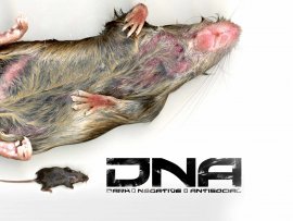 DNA rat (click to view)