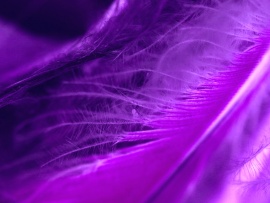 Purple Feather (click to view)