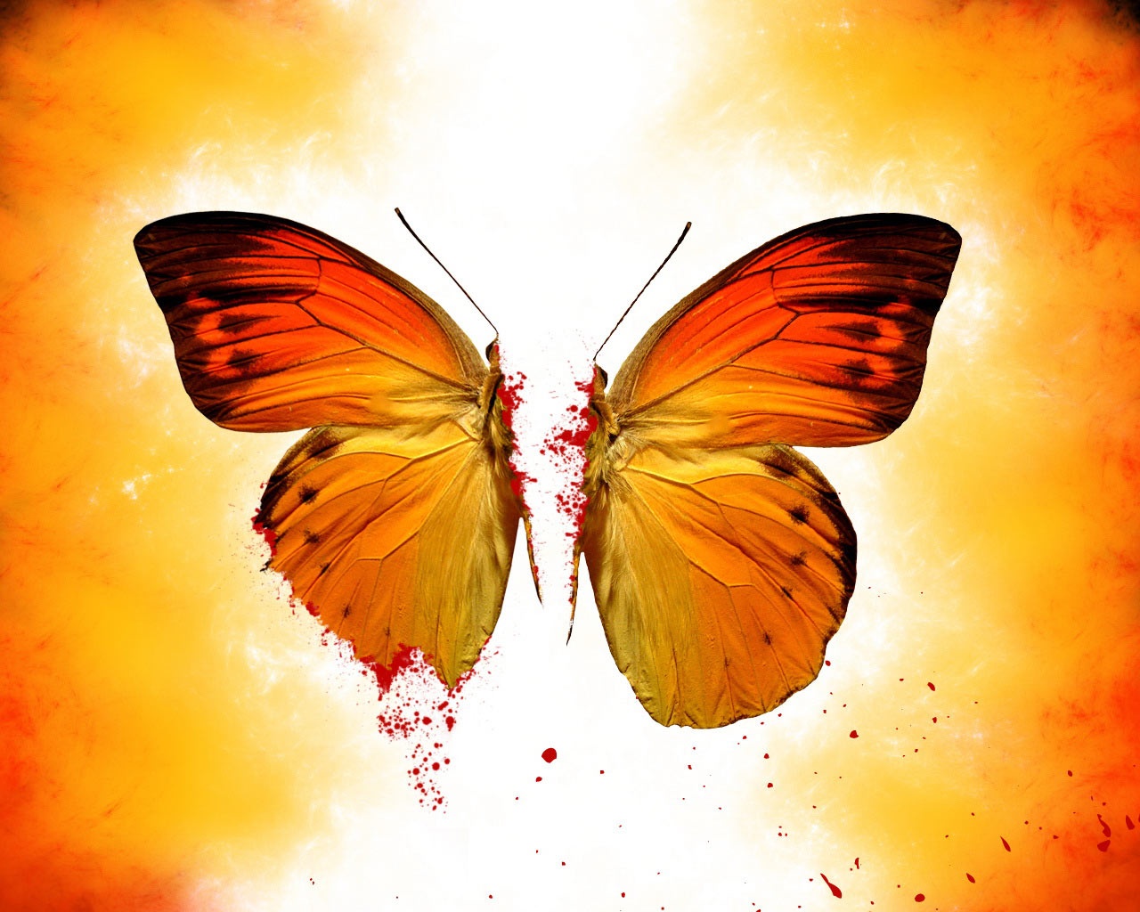 Breaking Butterfly HD and Wide Wallpapers