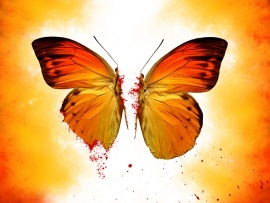 Breaking Butterfly (click to view)