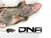 DNA rat