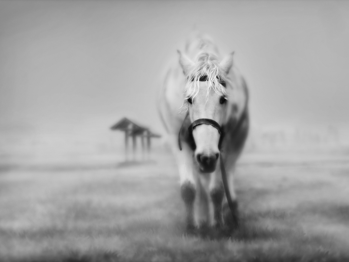 Black and white horse HD and Wide Wallpapers