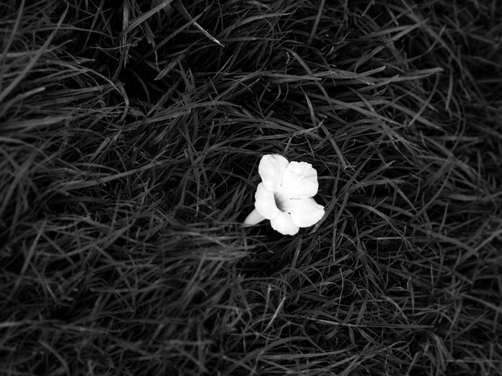 Black grass with one white flower HD and Wide Wallpapers