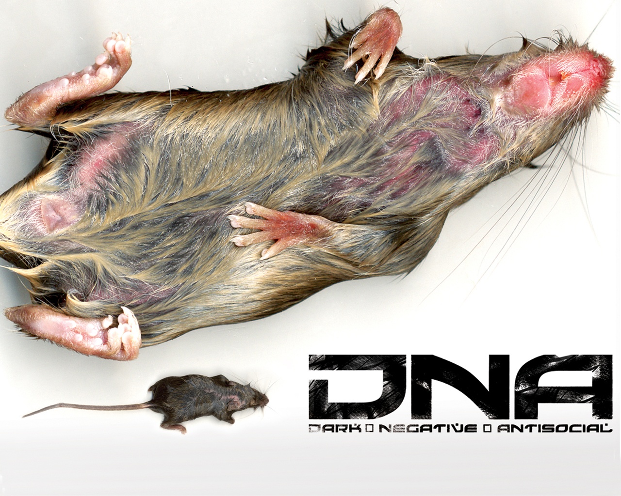 DNA rat HD and Wide Wallpapers