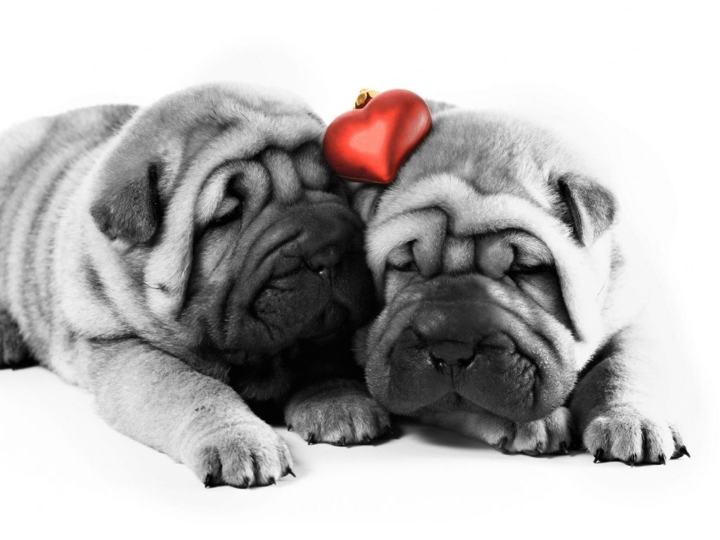 Dogs Valentine HD and Wide Wallpapers