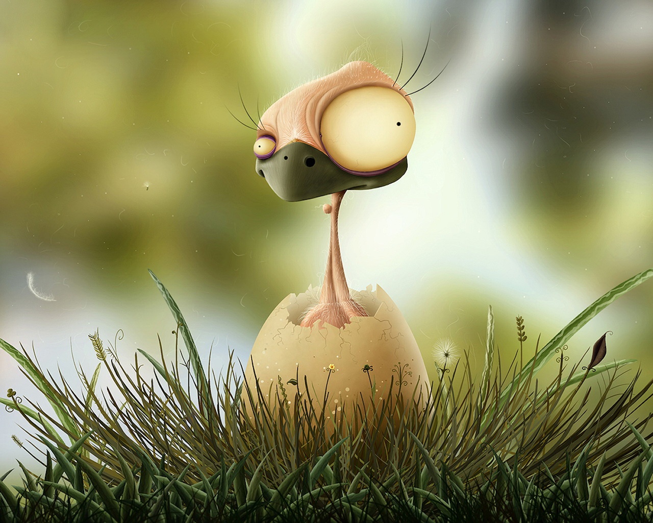 Funky Chicken HD and Wide Wallpapers