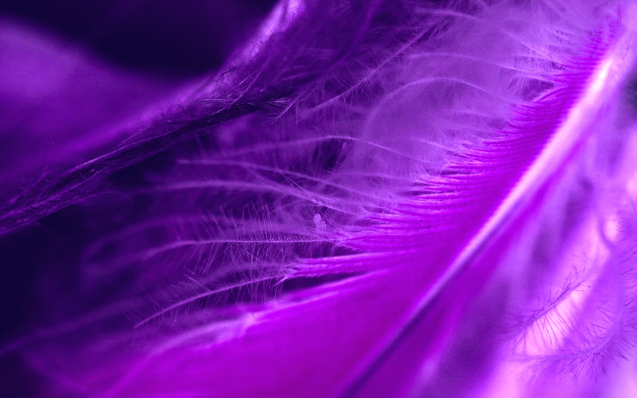 Purple Feather HD and Wide Wallpapers